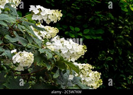 Hydrangea Quercifolia Snow Queen, Hydrangeaceae. Stock Photo