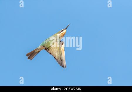 Juvenile African Blue-cheeked bee-eater (Merops persicus chrysocercus) in Morocco. Flying up in the sky. Stock Photo