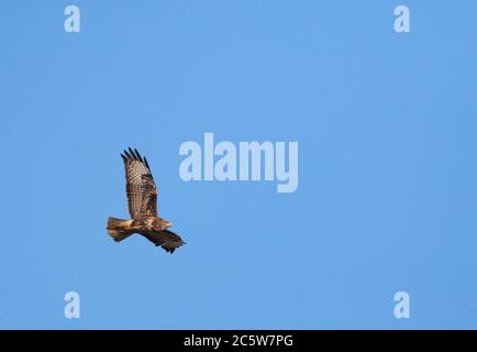 Common Buzzard (Buteo buteo) in the Netherlands. Flying through mid air against a winter sky. Stock Photo