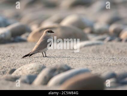 Small Pratincole (Glareola lactea) in typical river habitat in Asia. Standing on a sandy patch between pebbles on a river island. Stock Photo