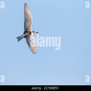 Whiskered Tern (Chlidonias hybrida) in the Ebro delta in Spain during autumn. Stock Photo