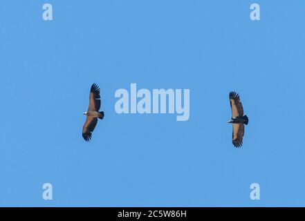 Critically Endangered White-rumped Vulture (Gyps bengalensis) in flight (right bird). Declined through diclofenac poisoning. Stock Photo