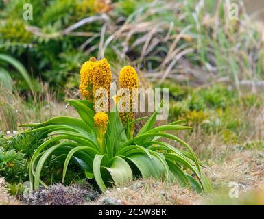 Ross Lily (Bulbinella rossii) growing on Enderby Island, part of the Auckland Islands, New Zealand. It is one of the subantarctic megaherbs. Stock Photo