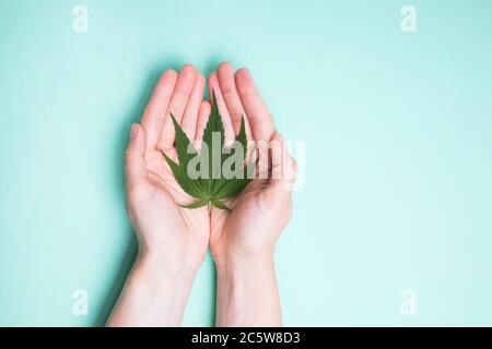 Hands holding single marijuana leaf Isolated on blue background Stock Photo