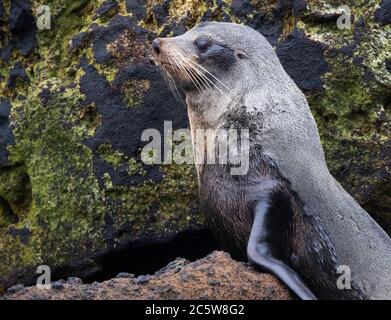 Portrait of a Subantarctic Fur Seal (Arctocephalus tropicalis) on the Antipodes Islands, New Zealand. Stock Photo