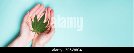 Hands holding single marijuana leaf Isolated on blue background Stock Photo