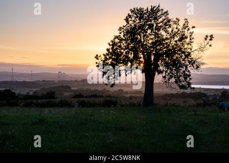 The sun sets behind the Severn Estuary, Severn Bridge and an Ash tree in the landscape of South Gloucestershire. Stock Photo