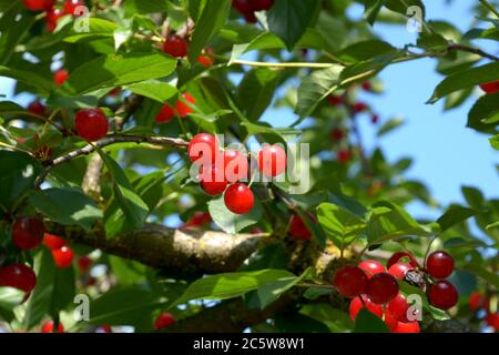 sour cherries on tree lit by the summer sun before harvest Stock Photo