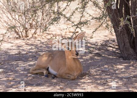 Small female Steenbok  (Raphicerus campestris) resting in shade  Kgalagadi Transfrontier Park,  Kalahari, Northern Cape, South Africa. Can exist witho Stock Photo