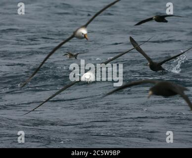 Immature Shy Albatross (Thalassarche cauta) in flight over the southern Atlantic ocean near Tristan da Cunha, between more seabirds. Stock Photo