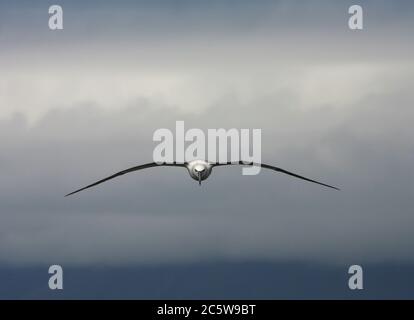 Shy Albatross (Thalassarche cauta) in flight over the southern Atlantic ocean near Tristan da Cunha. Stock Photo