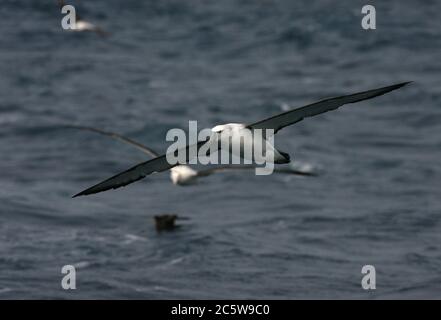 Immature Shy Albatross (Thalassarche cauta) in flight over the southern Atlantic ocean near Tristan da Cunha. More seabirds in the background. Stock Photo