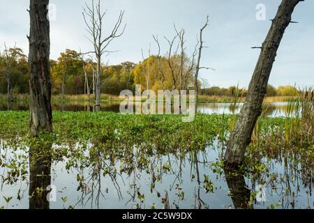 Dead Trees and reflections on Arcot Pond, Cramlington, Northumberland ...