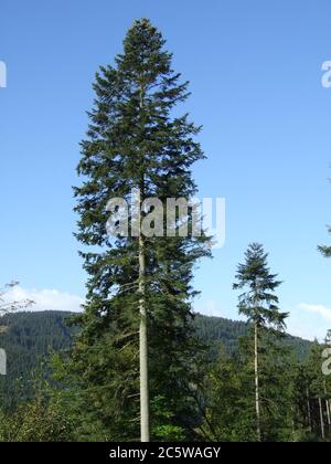 white fir tree needle conifer evergreen collage Stock Photo