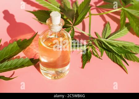 Hemp oil and cannabis leaves on pink background with natural sunlight. Healthy cannabis oil. Stock Photo