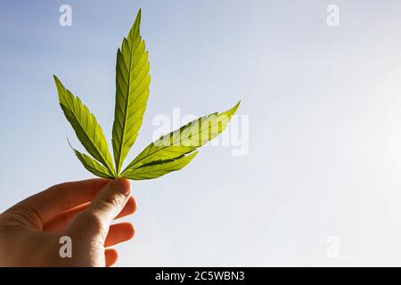 Hand holding green leaf of marijuana against the sky Stock Photo