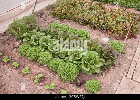 vegetable garden greenhouse, fresh plants of chicory and lettuce growing in hobby cultivation Stock Photo