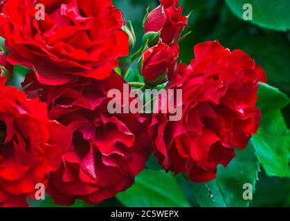 View of six red rose flowers. Clearly visible details of the petals and the green background with flower leaves Stock Photo