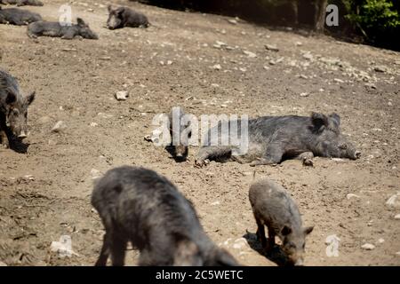 Cute black wild pigs lying in the swamp. Photo of wild nature. Stock Photo