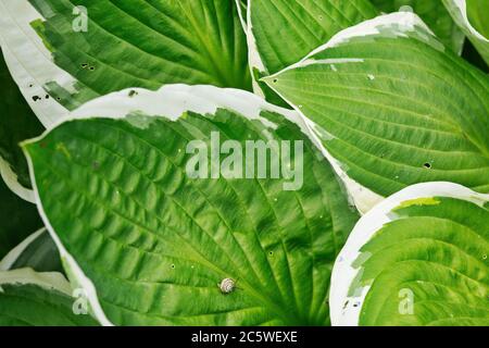 Greens, large hosta leaves create a beautiful natural background. Close, horizontal view Stock Photo