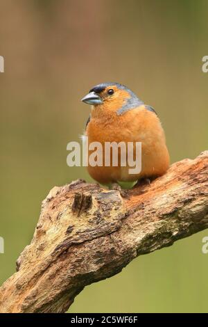 Male Common Chaffinch (Fringilla coelebs) perched in summer grass. Stafforshire UK, June 2020 Stock Photo