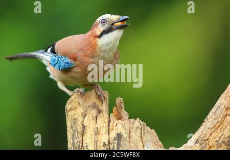 eurasian jay bird, garrulus glandarius, arrendajo, in