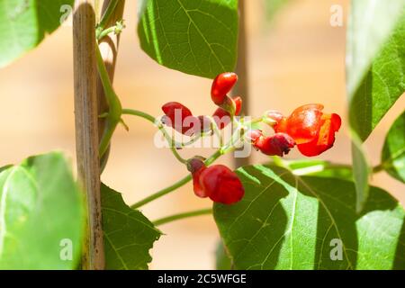 Vegetable Gardening - High resolution view of Scarlet Red Flowers growing on Runner Bean vine ( Firestorm Variety) Stock Photo