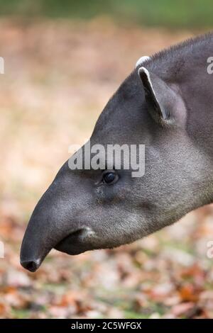 Side view close up Brazilian tapir head (Tapirus terrestris) showing long proboscis nose, isolated outdoors, Cotswold Wildlife Park UK. Funny animals. Stock Photo