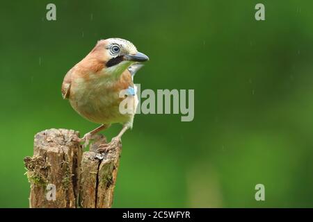Eurasian Jay bird (Garrulus glandarius). Woodland, Staffordshire, UK.  June 2020. Stock Photo