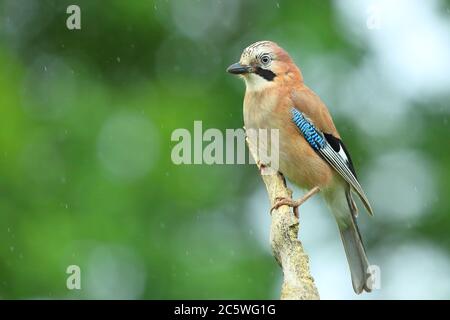 Eurasian Jay bird (Garrulus glandarius) perched on dead tree while in rain shower. Woodland, Staffordshire, UK.  June 2020. Stock Photo