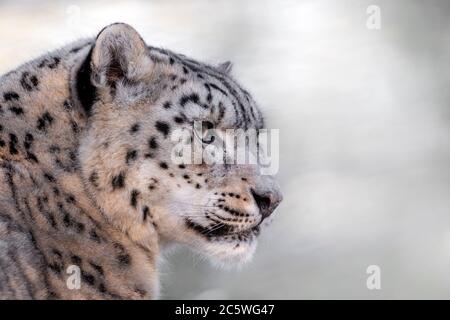 Female snow leopard (profile)