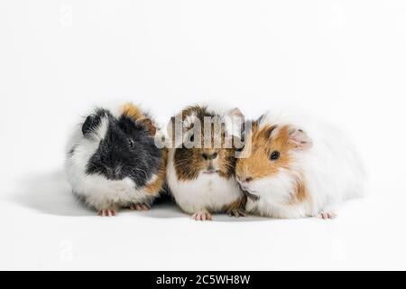 three funny motley guinea pigs on a white background Stock Photo