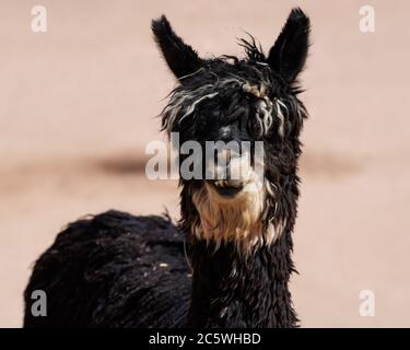 Close up of a multi colored and shaggy Suri Alpaca looking at the camera. Stock Photo