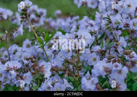 Small blue flowers of Jacob's ladder. Polemonium reptans. Stock Photo