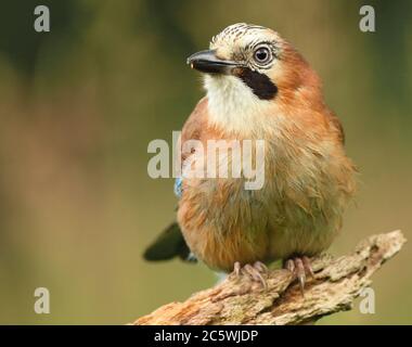 Portrait of Eurasian Jay bird (Garrulus glandarius) perched in summer grassland. Staffordshire, UK,  June 2020. Stock Photo