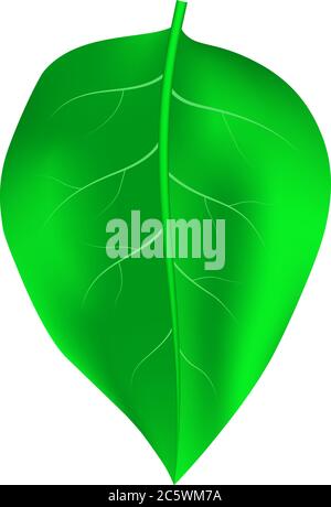 realistic vector green leaf with detail texture Stock Vector
