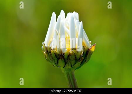 Ox-eye Daisy (leucanthemum vulgare or chrysanthemum leucanthemum), also Marguerite or Dog Daisy, close up of a single backlit flowerbud about to open. Stock Photo