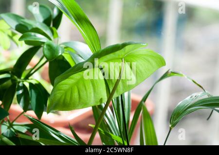 Close up on cute heart shaped leaves of Heart leaf philodendron, sweetheart house plant. Botanical macrophotography for illustration of philodendron. Stock Photo