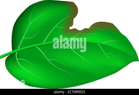 realistic vector green leaf with detailed texture and bitten mark Stock Vector