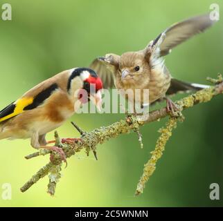 European Goldfinch (Carduelis carduelis), adult feeding juvenile. Derbyshire, UK Spring 2020 Stock Photo