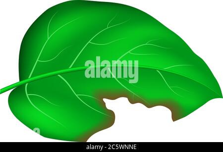 realistic vector green leaf with detailed texture and bitten mark Stock Vector
