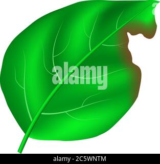 realistic vector green leaf with detailed texture and bitten mark Stock Vector