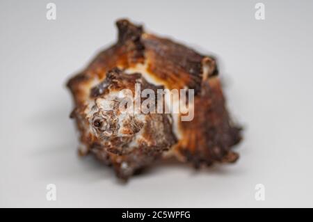 Murex Seashells isolated on white background. Sea life, vacation and souvenir concept. Stock Photo