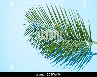 Palm leaves on blue background in sunlight Stock Photo