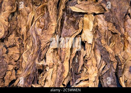 can tobacco be healthy Health Effects of Smoking on Your Body