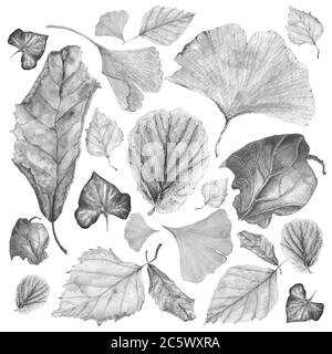 Black and white set of autumn leaves. Ginkgo, birch, ivy, begonia physalis and other Stock Photo