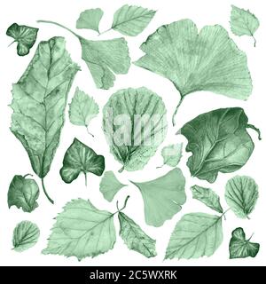 Watercolor set of autumn leaves in green shade. Ginkgo, birch, ivy, begonia, physalis and other. Stock Photo