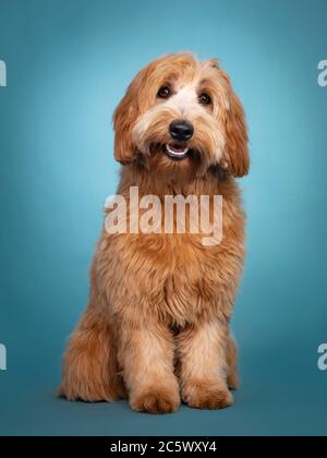 Adorable smiling junior red / apricot Cobberdog / Labradoodle, standing facing front. Looking towards camera. Mouth open, tongue in. Isolated on blue Stock Photo