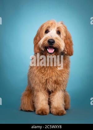 Adorable smiling junior red / apricot Cobberdog / Labradoodle, standing facing front. Looking towards camera. Mouth open, tongue in. Isolated on blue Stock Photo