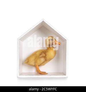 Ten day old Peking Duck chick, standing side ways in white wooden house shaped box. Beak slightly open. Isolated on white background. Stock Photo